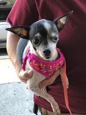 Chihuahua Dogs for adoption in Lancaster, PA, USA