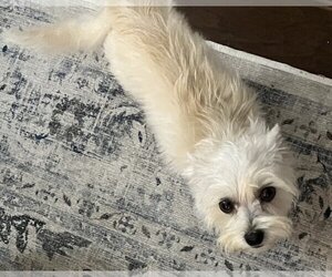 Medium Photo #1 Maltese Puppy For Sale in Spring, TX, USA