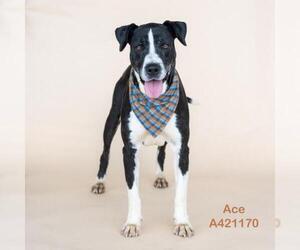 Great Dane-Unknown Mix Dogs for adoption in Conroe, TX, USA