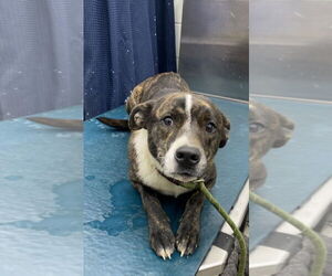 Labrador Retriever-Unknown Mix Dogs for adoption in Mobile, AL, USA