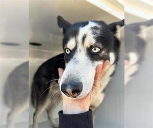 Siberian Husky Dogs for adoption in Houston, TX, USA