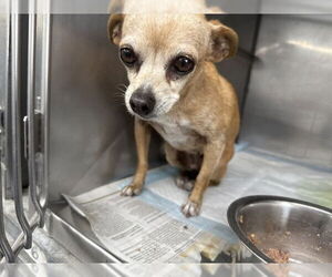 Chihuahua-Unknown Mix Dogs for adoption in San Bernardino, CA, USA