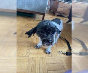 Shih Tzu Dogs for adoption in Brights Grove, Ontario, Canada