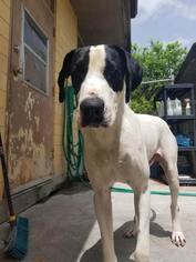 Great Dane Dogs for adoption in Chambersburg, PA, USA