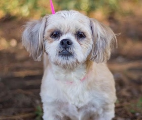 Shih Tzu Dogs for adoption in Brownsboro, AL, USA