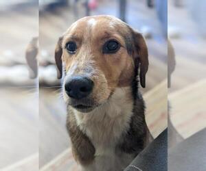 Australian Shepherd-Beagle Mix Dogs for adoption in Forest, VA, USA