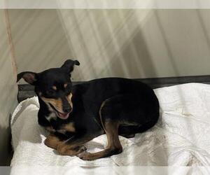 Chihuahua Dogs for adoption in Bakersfield, CA, USA