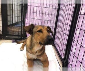 German Shepherd Dog Dogs for adoption in Sugar Land, TX, USA
