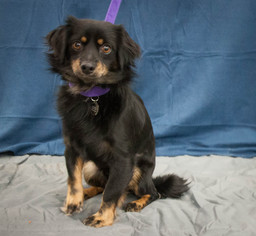 Chion Dogs for adoption in Princeton, MN, USA