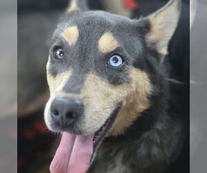 Huskies -Unknown Mix Dogs for adoption in Claremore, OK, USA