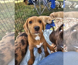 Labrador Retriever-Unknown Mix Dogs for adoption in Rockaway, NJ, USA