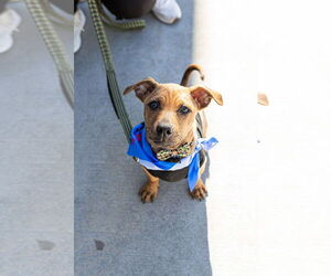 Black Mouth Cur-Unknown Mix Dogs for adoption in Oakhurst, NJ, USA