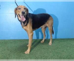 Black and Tan Coonhound Dogs for adoption in Orlando, FL, USA