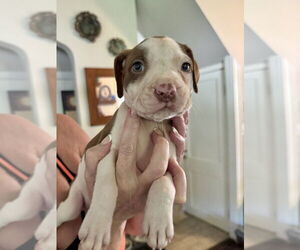 American Staffordshire Terrier-Unknown Mix Dogs for adoption in Brewster, NY, USA