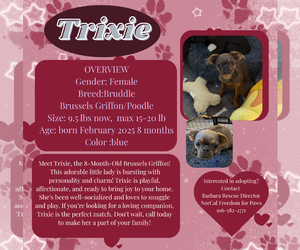 Brussels Griffon-Poodle (Miniature) Mix Dogs for adoption in Rancho Cordova, CA, USA