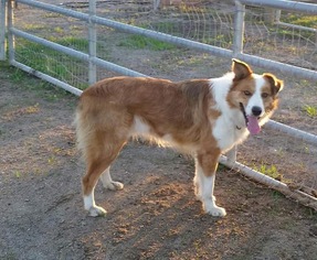 Border-Aussie Dogs for adoption in Chico, CA, USA
