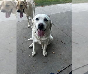 Labrador Retriever-Unknown Mix Dogs for adoption in Salt Lake City, UT, USA