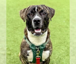 Staffordshire Bull Terrier-Unknown Mix Dogs for adoption in San Francisco, CA, USA