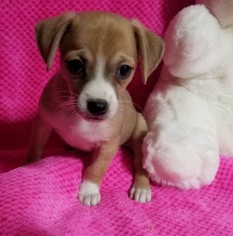 Beagle-Unknown Mix Dogs for adoption in Stockton, CA, USA