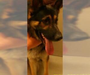 German Shepherd Dog Dogs for adoption in Sanford, FL, USA