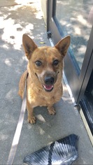 Australian Cattle Dog Dogs for adoption in Chico, CA, USA