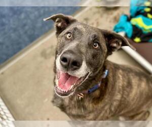 Labrador Retriever-Plott Hound Mix Dogs for adoption in Fort Collins, CO, USA