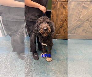 Labradoodle Dogs for adoption in Chico, CA, USA
