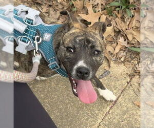 Mountain Cur-Unknown Mix Dogs for adoption in Boston, MA, USA