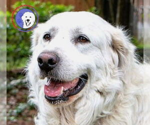Great Pyrenees Dogs for adoption in Spring, TX, USA