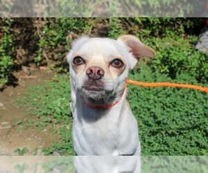 Cheeks Dogs for adoption in Orange, CA, USA