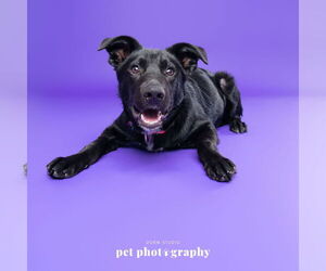 Border Collie-Unknown Mix Dogs for adoption in Fargo, ND, USA