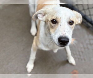 Mutt Dogs for adoption in Tulsa, OK, USA