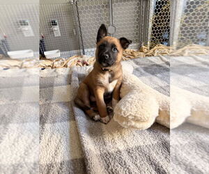 Mutt Dogs for adoption in Imlay City, MI, USA