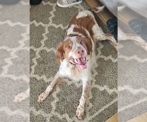Brittany Dogs for adoption in Curwensville, PA, USA