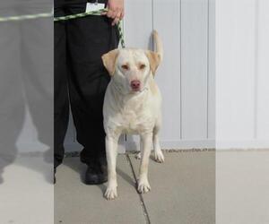 Labrador Retriever Dogs for adoption in Louisville, KY, USA