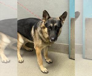 German Shepherd Dog-Unknown Mix Dogs for adoption in Las Vegas, NV, USA