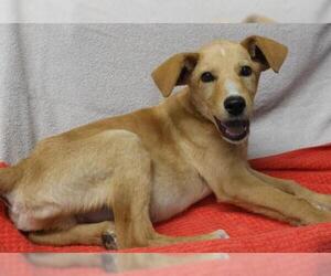 Labrador Retriever-Unknown Mix Dogs for adoption in Thief River Falls, MN, USA