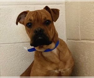Bull-Boxer Dogs for adoption in Raleigh, NC, USA