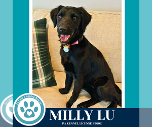 Mutt Dogs for adoption in Kimberton, PA, USA