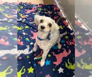 Maltese-Unknown Mix Dogs for adoption in Fort Wayne, IN, USA