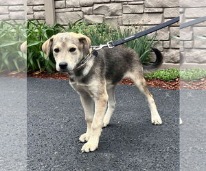 Huskies -Labrador Retriever Mix Dogs for adoption in Sterling, MA, USA