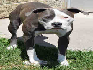 American Staffordshire Terrier Dogs for adoption in Ogden, UT, USA