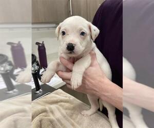 American Pit Bull Terrier Dogs for adoption in Baytown, TX, USA
