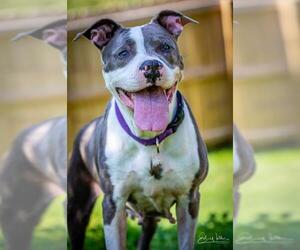 American Pit Bull Terrier-Staffordshire Bull Terrier Mix Dogs for adoption in Kettering, OH, USA