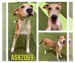 Labrador Retriever-Unknown Mix Dogs for adoption in San Antonio, TX, USA