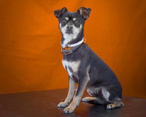Chipin Dogs for adoption in Pasadena, CA, USA