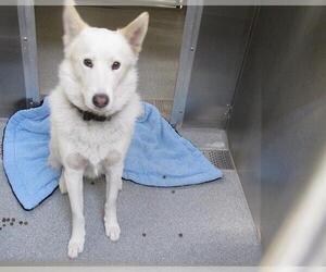 German Shepherd Dog-Unknown Mix Dogs for adoption in Orange, CA, USA