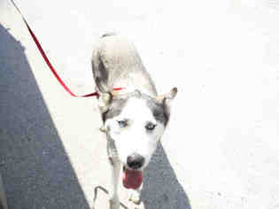 Alaskan Husky Dogs for adoption in Pearland, TX, USA