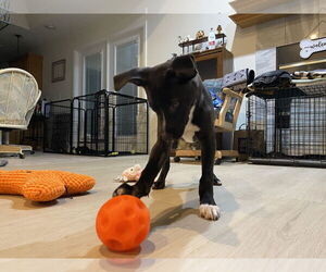 Medium Photo #7 Mutt Puppy For Sale in Palatka, FL, USA