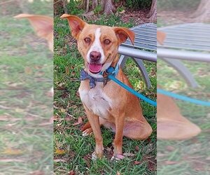 Sheprador Dogs for adoption in Fort Lauderdale, FL, USA